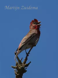Roodmussen [Carpodacus]